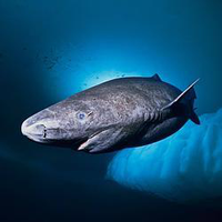 SHARK icon