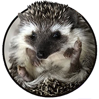 SHRUB icon
