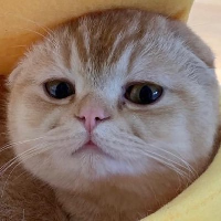 TAOCAT icon