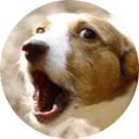 WOOF icon